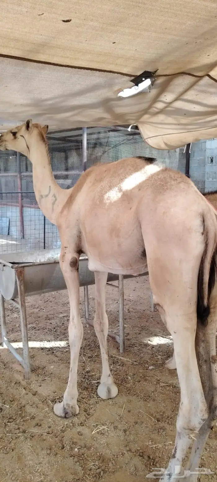 قعدان جمله بالجودة اللى تتمناها 2