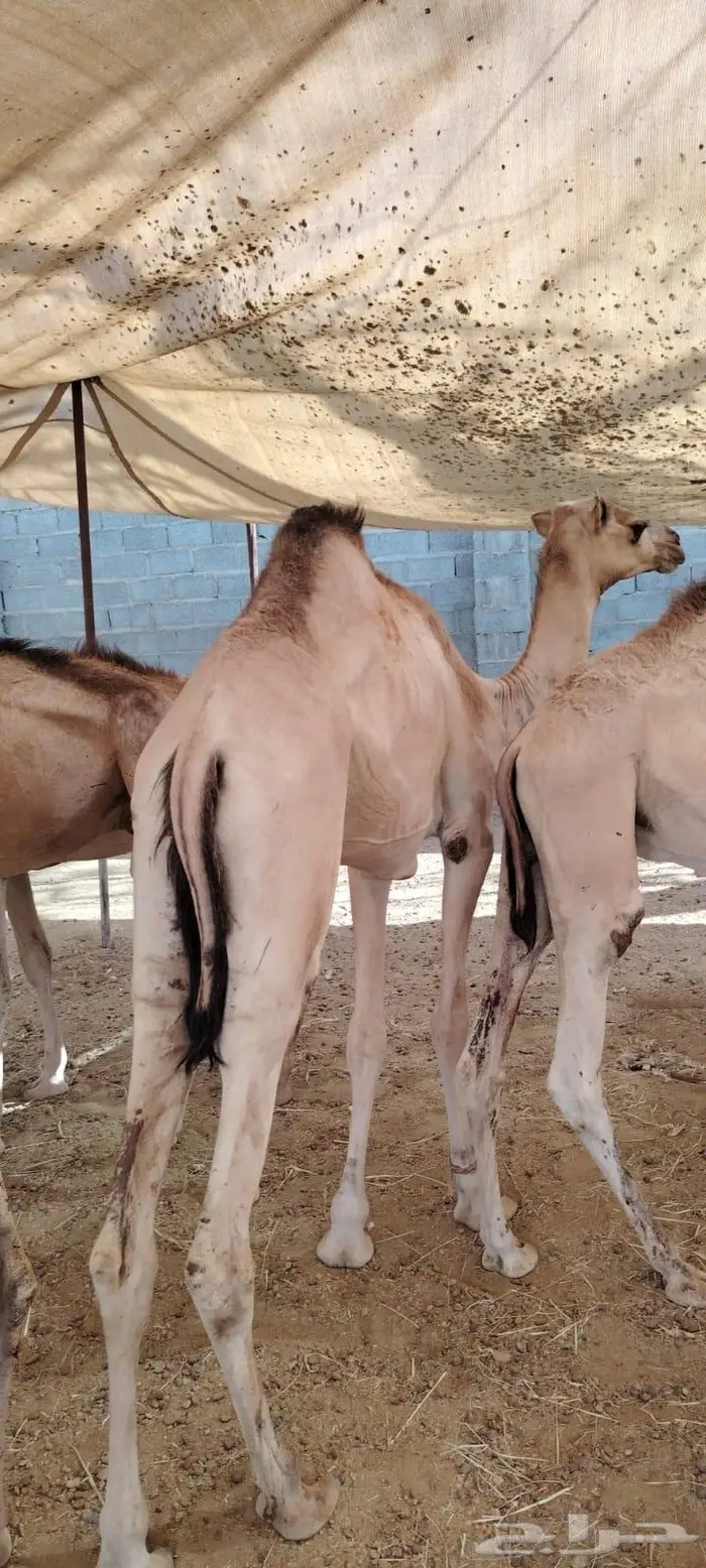 قعدان جمله بالجودة اللى تتمناها 3