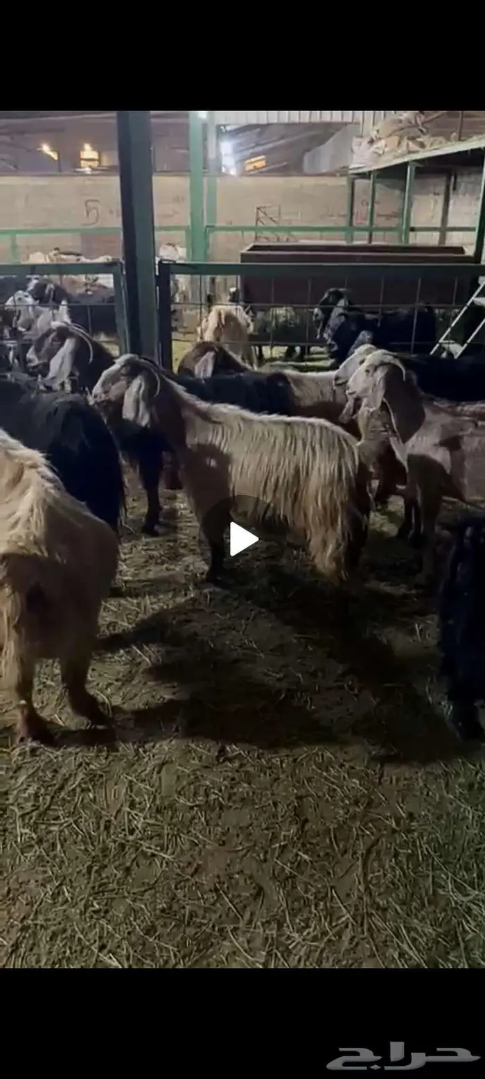 معزا دفيع فحص 3