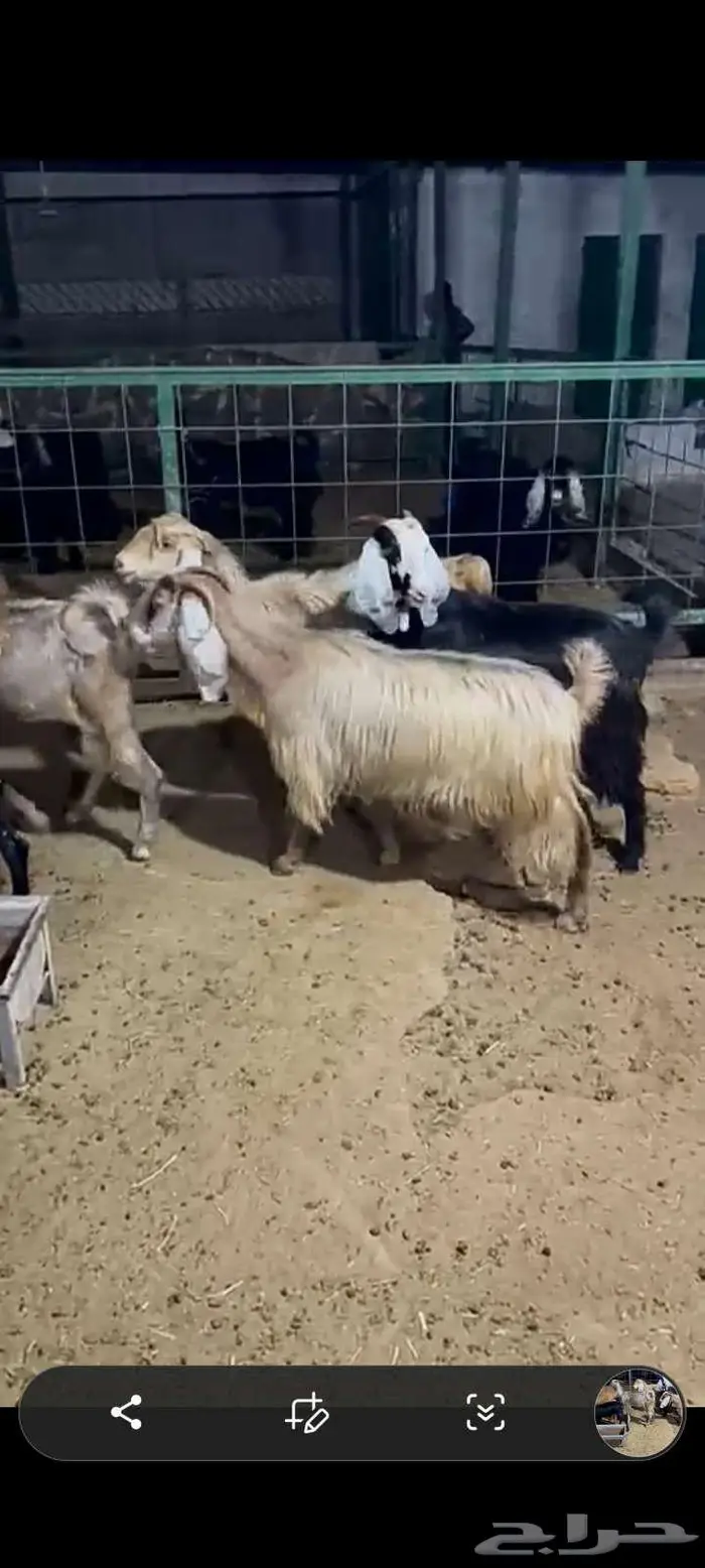 معزا دفيع فحص 9
