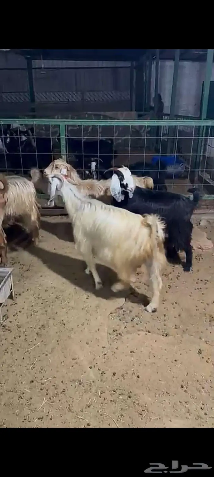 معزا دفيع فحص 2
