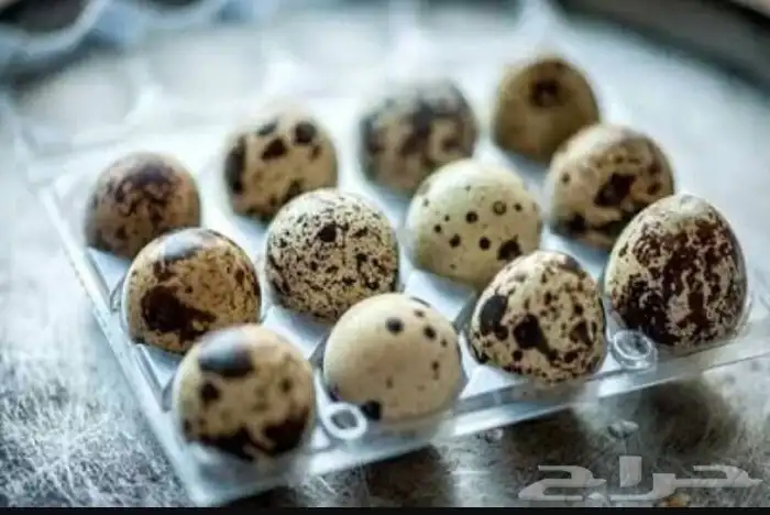 بيض سمان 0