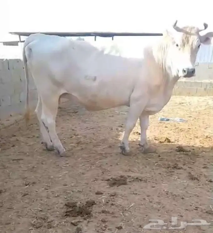 بقره للبيع 2