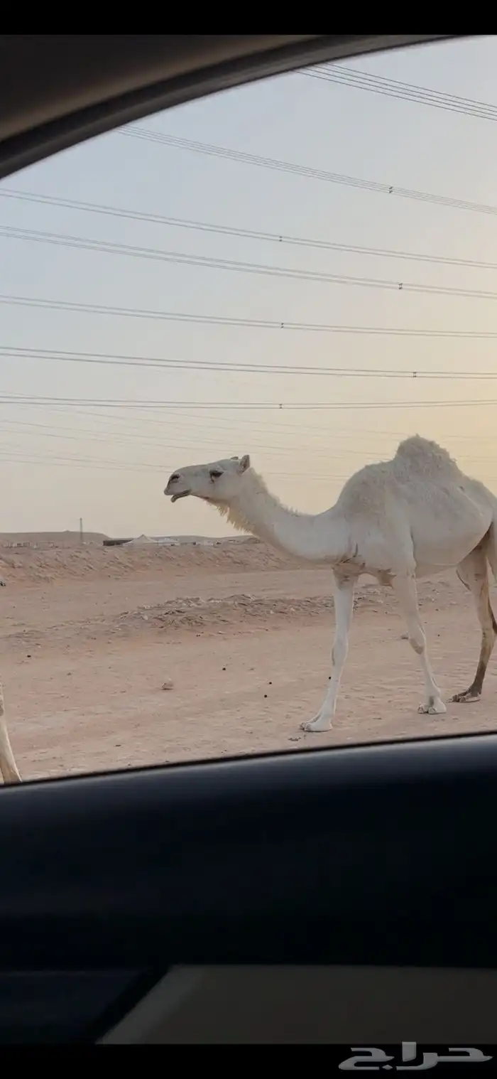 ناقه ثنيه ضريبه 1