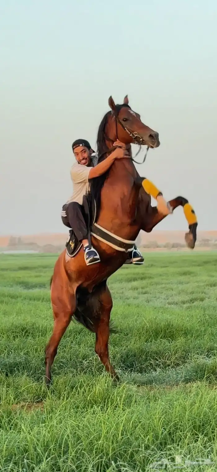 حصان مكس نسب ابطال سبوق وحي واهو 4