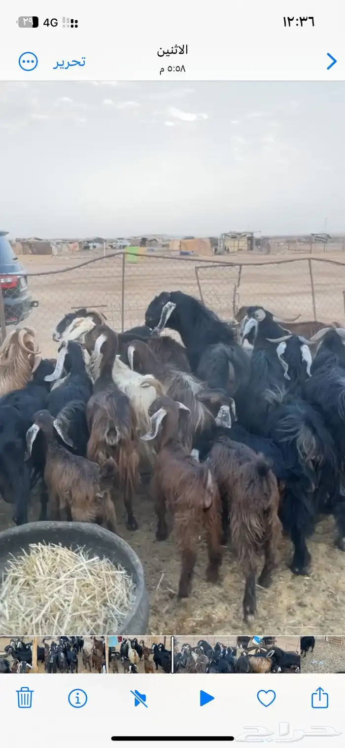 معزاء عوارض 3