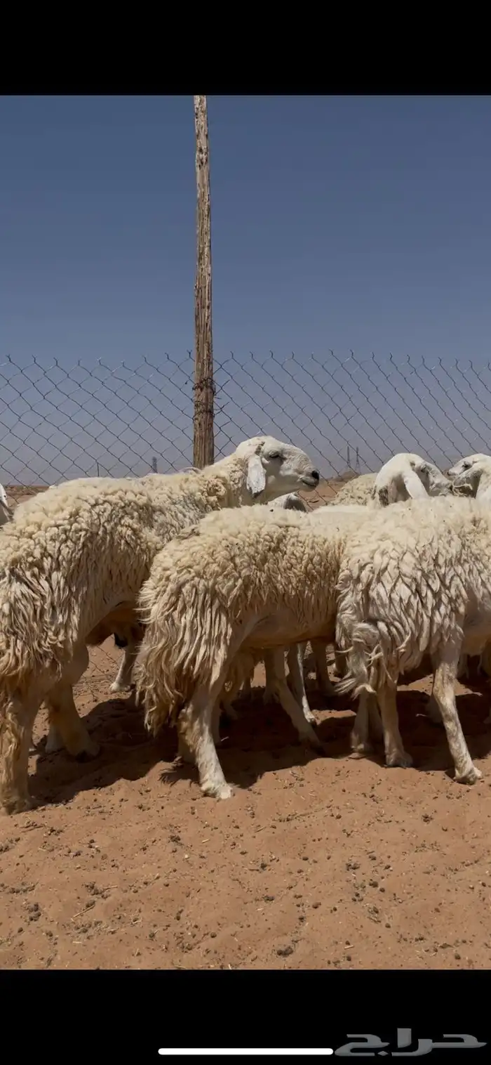 غنم حريات حرش ضريع ودفيع 0