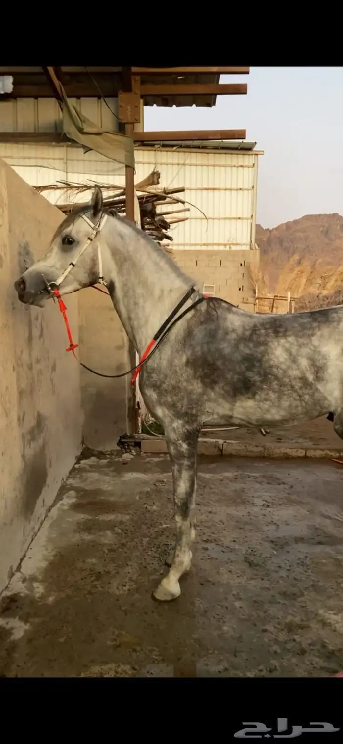 حصان واهو شيخ 6