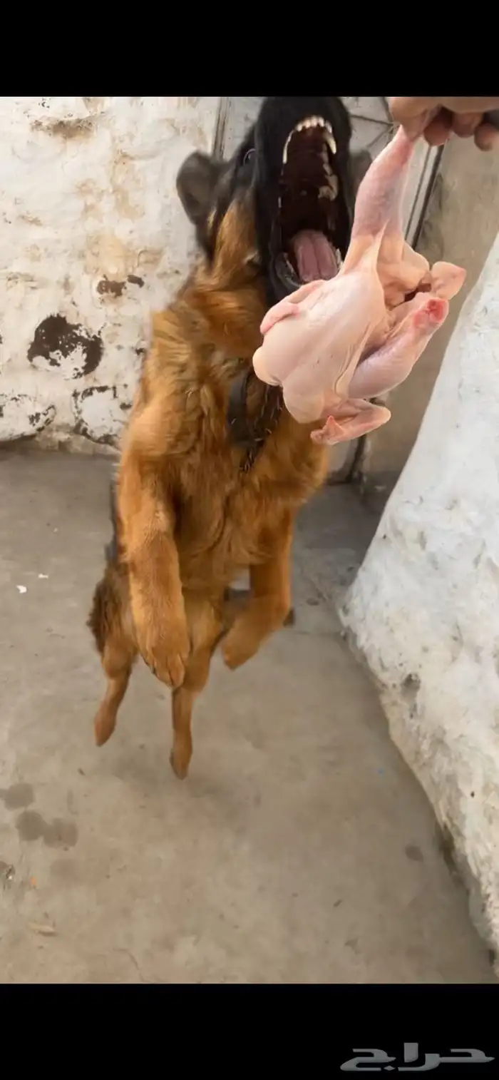 كلب جيرمن شولاين نشيط جدا  جدا 0