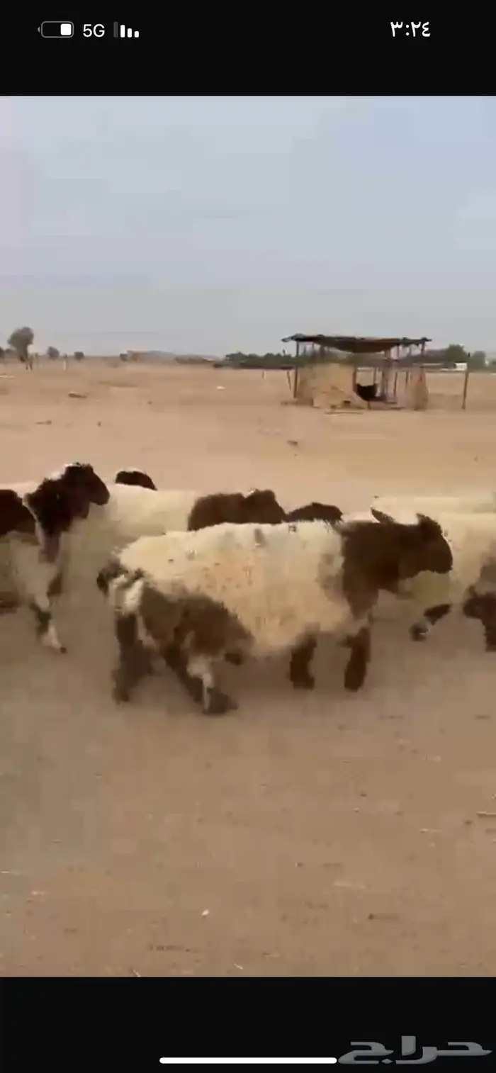 رخال نعيم تصلح مقاني او ذبح 3