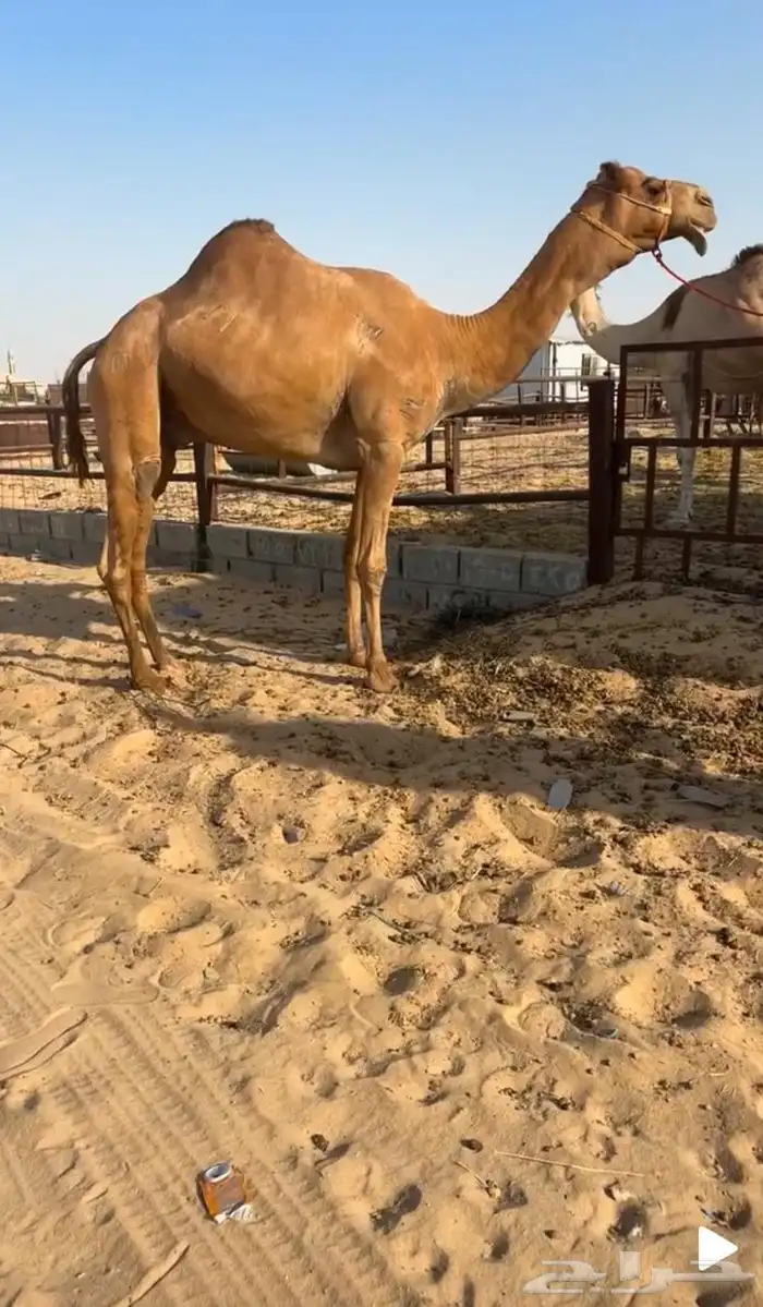 فحل كفو ولد مكرم العاصفه في رصيده سيارتين 0