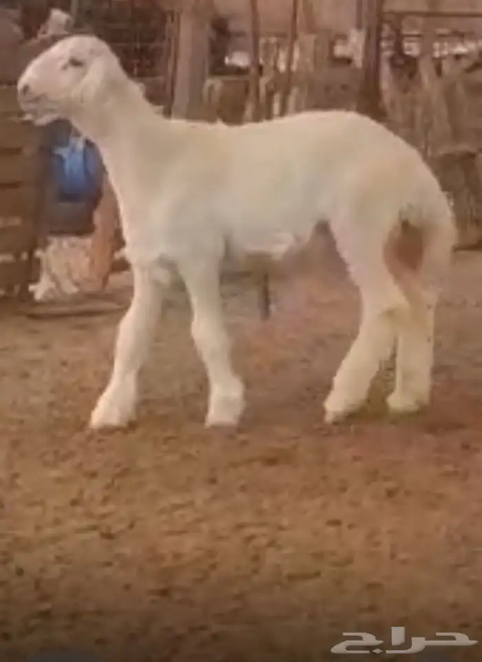 مشروع حري صنف فاخر 8