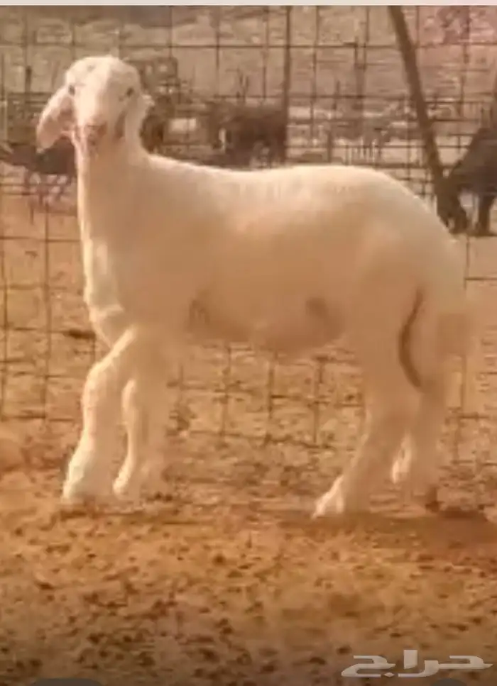 مشروع حري صنف فاخر 7