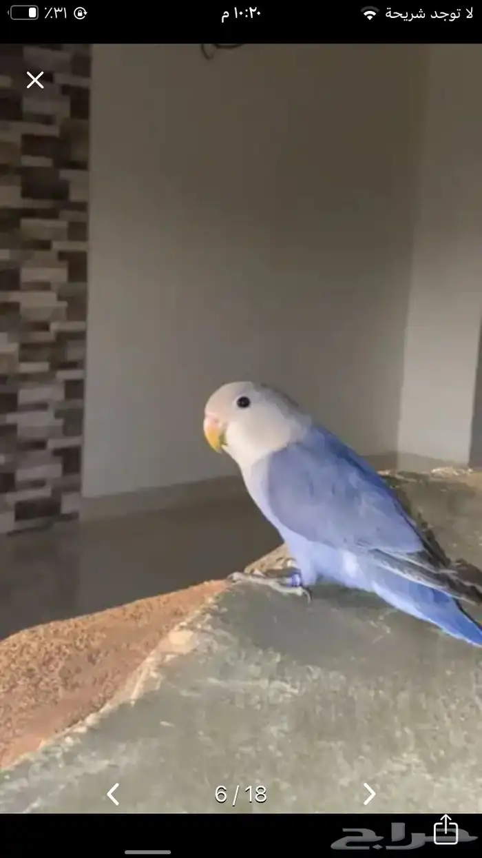 طير روز ازرق 1