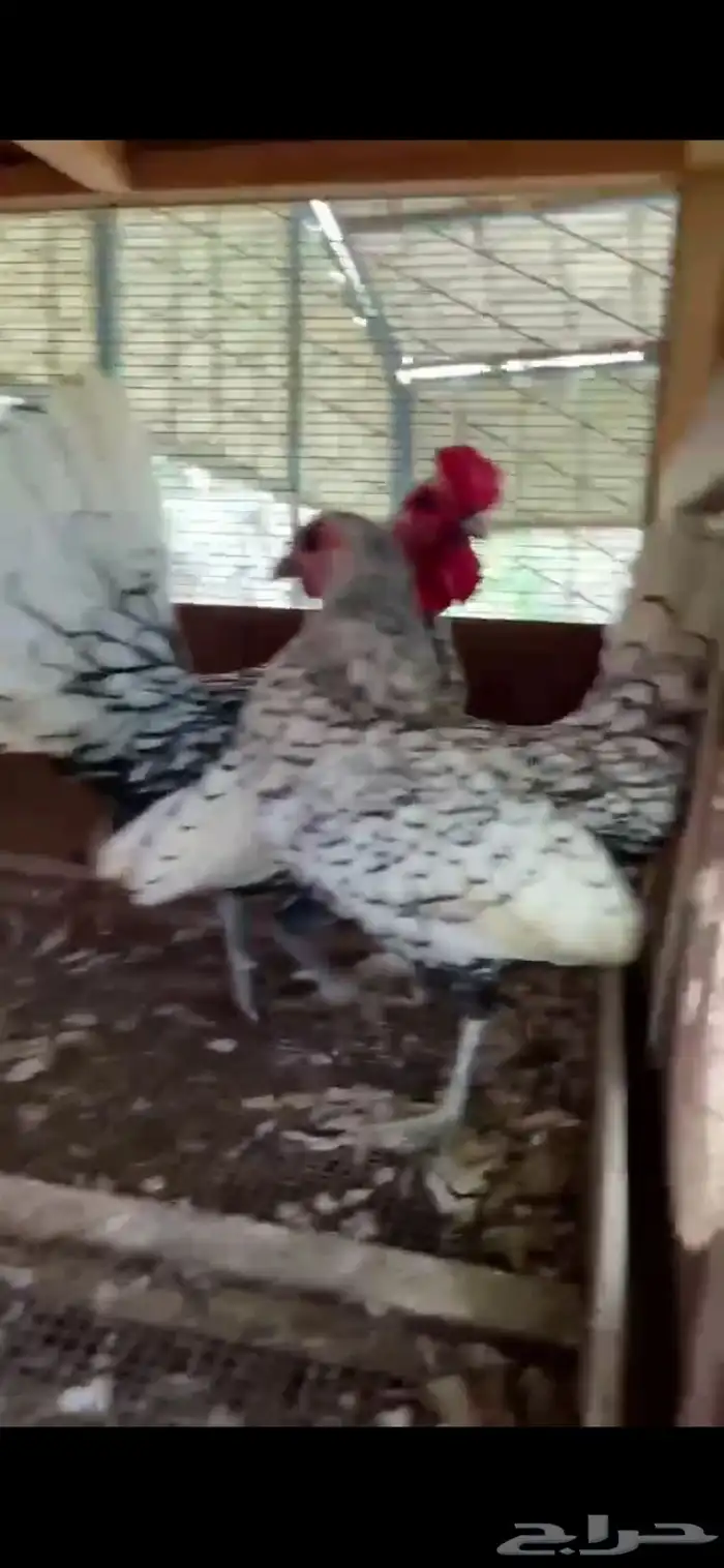 زوجي فيومي شبابي 1