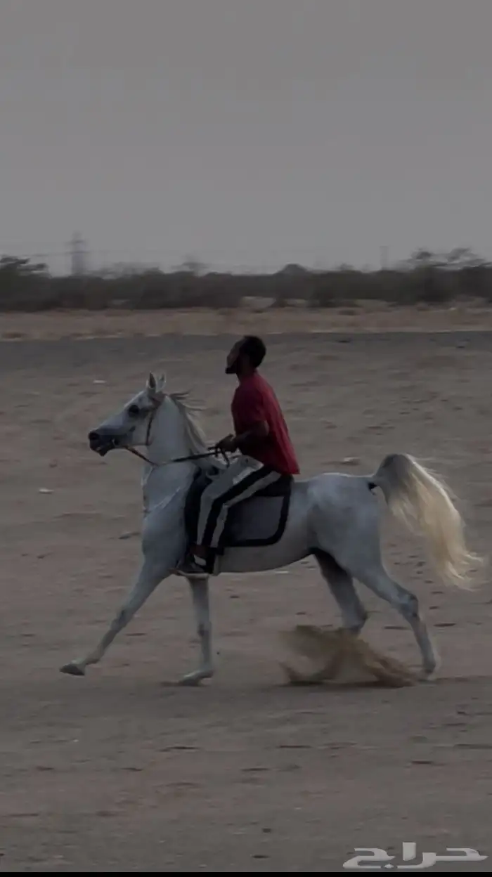 حصان شعبي 0