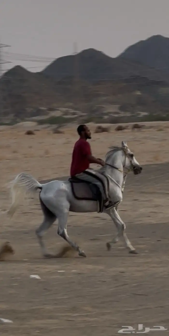 حصان شعبي 1