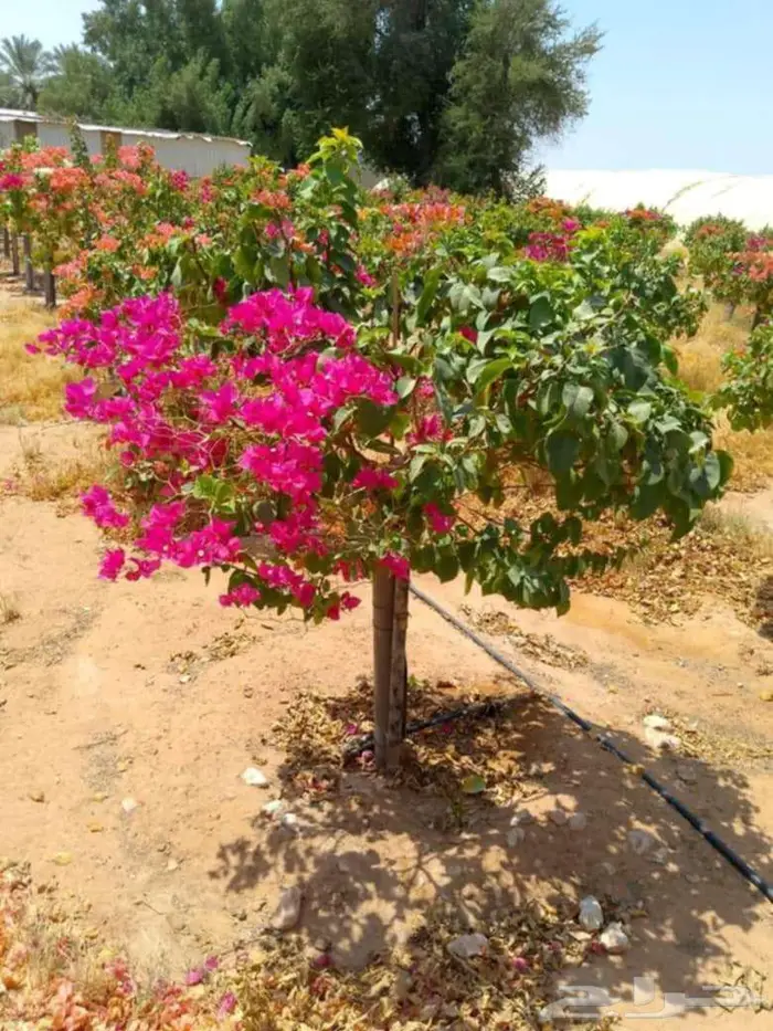 جهنميه اشجار نخل واشنطني شجر جهنميه جميع الالوان 8