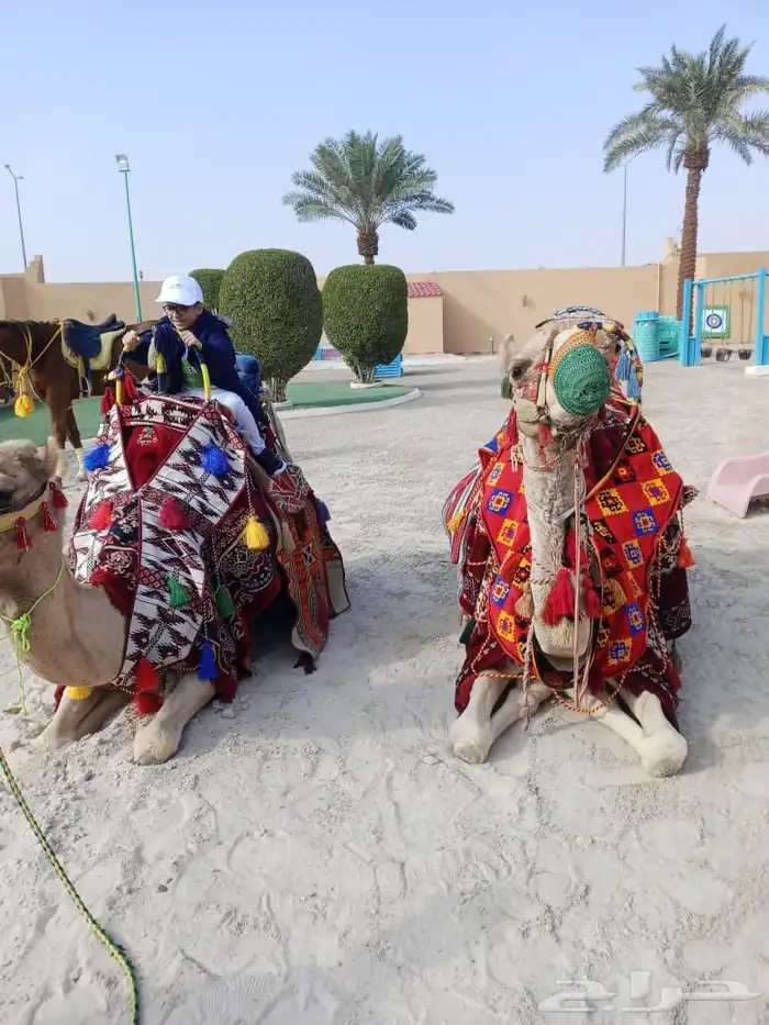 إيجار ماعز قزم وسيسي وخيل وجمل 0