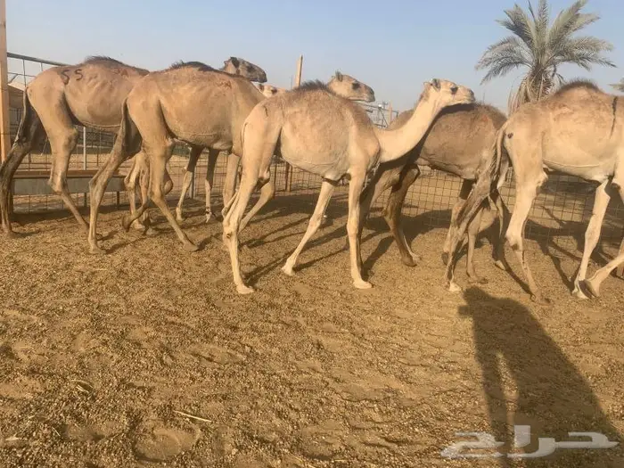 قعدان جمله بالجودة اللى تتمناها 4