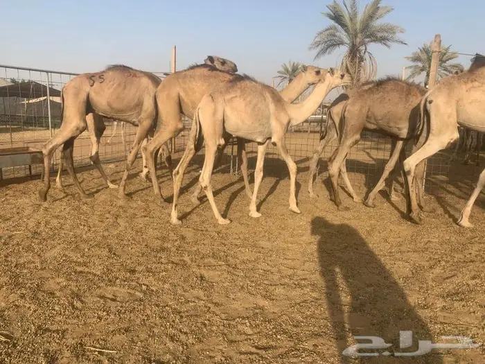 قعدان جمله بالجودة اللى تتمناها 5