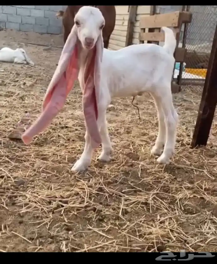 عنز حجازيه معرفه من النوادر تحتها تيس برصا كفو 1