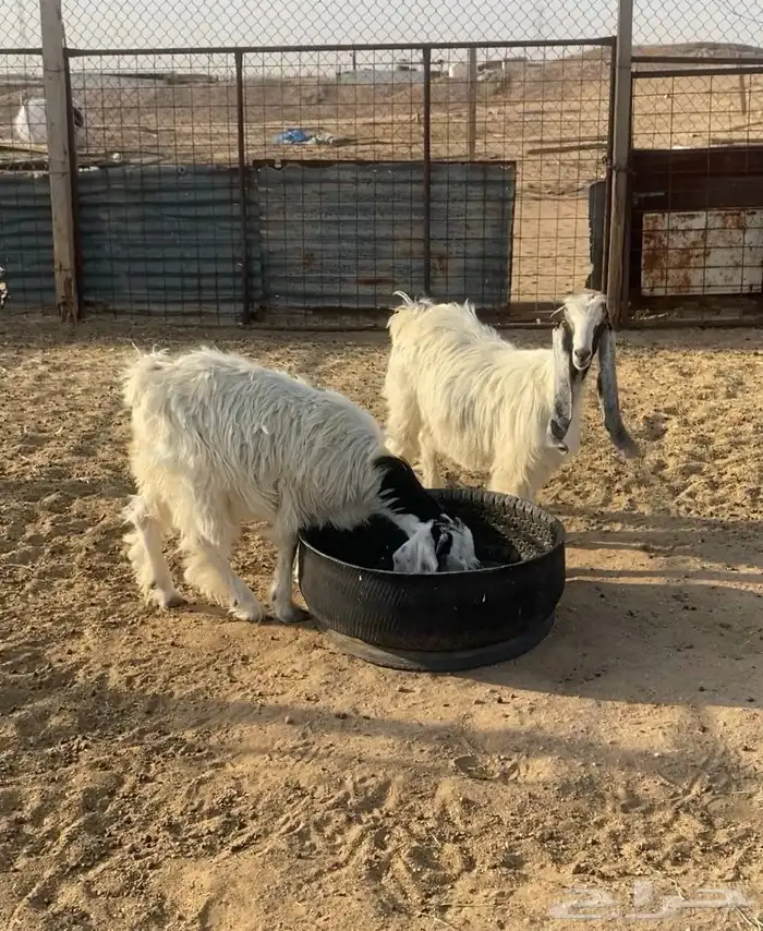 تيس وجفار للبيع 3