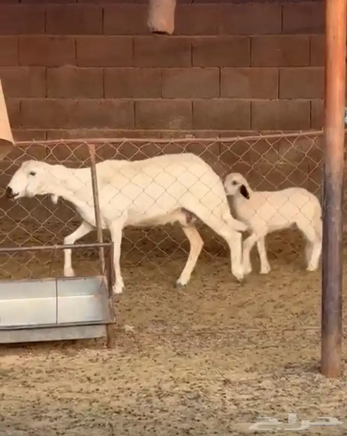 نعجه مع ضاينها 0