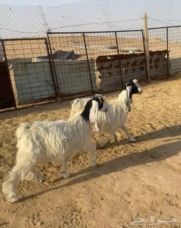 تيس وجفار للبيع 2