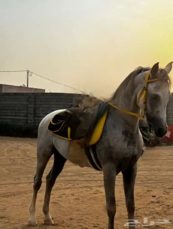 خيل شعبي للبيع العمر 4 السلامه شرط الخيل حار الموقع بيش 1