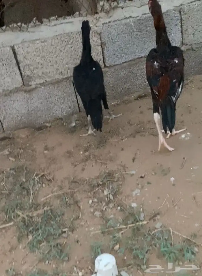 دجاج شامو الماني زوج ما شاء الله فاخر 2