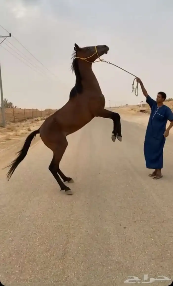 السلام عليكم. عندي عرض حصان شعبي 1