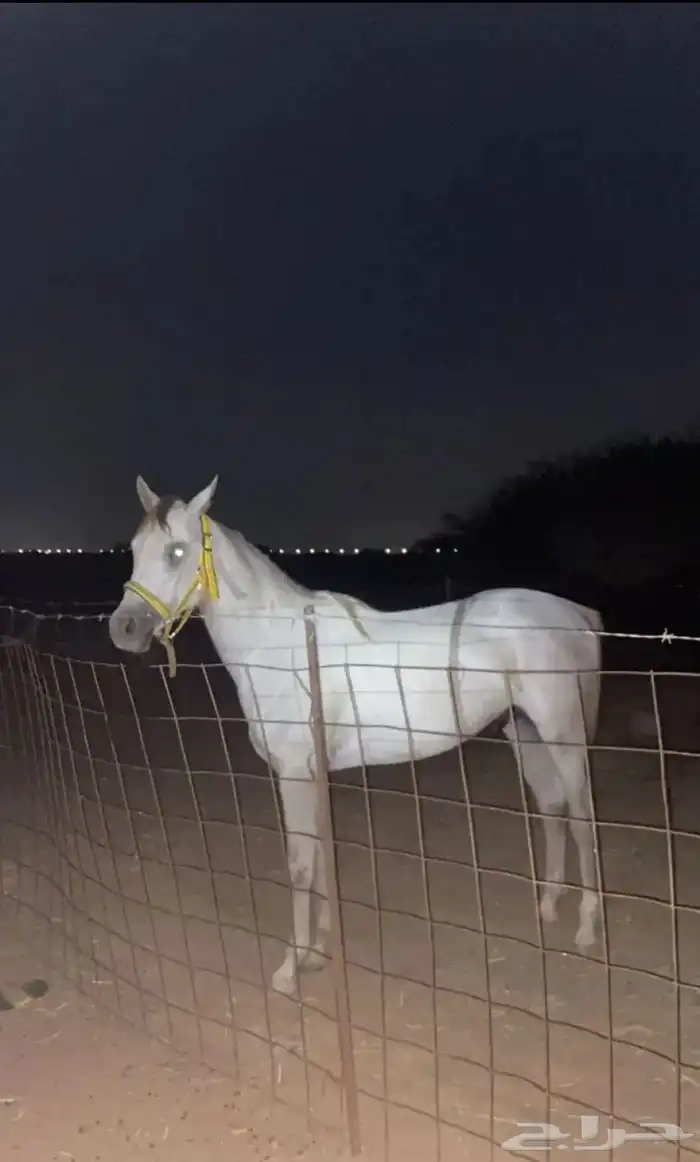 خيل شعبي للبيع العمر 4 السلامه شرط الخيل حار الموقع بيش 2