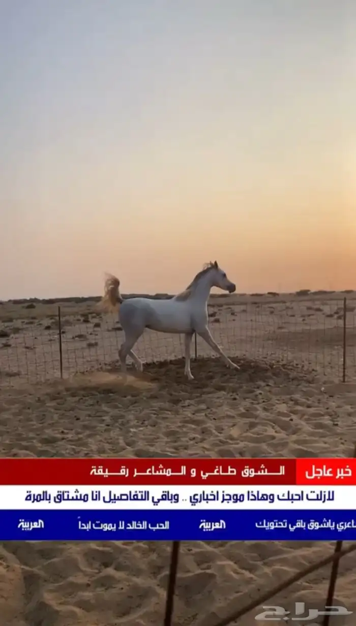 خيل شعبي للبيع العمر 4 السلامه شرط الخيل حار الموقع بيش 0