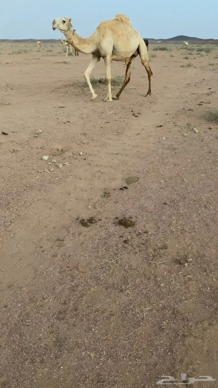ناقه وضحا كفو 0