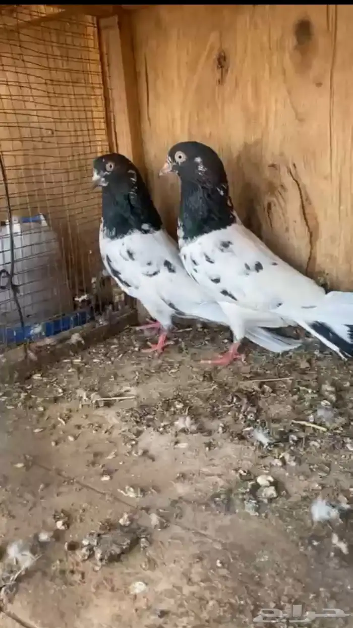 اساسات حمام باكستاني 6