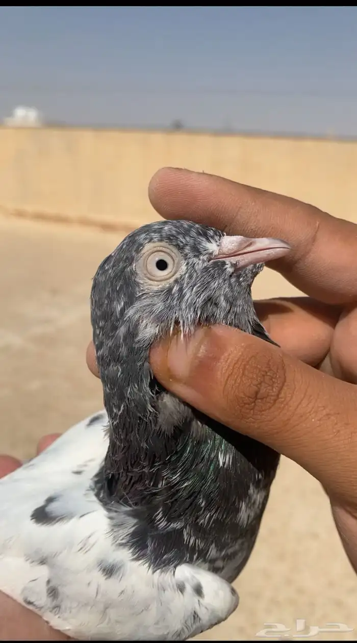 اساسات حمام باكستاني 0