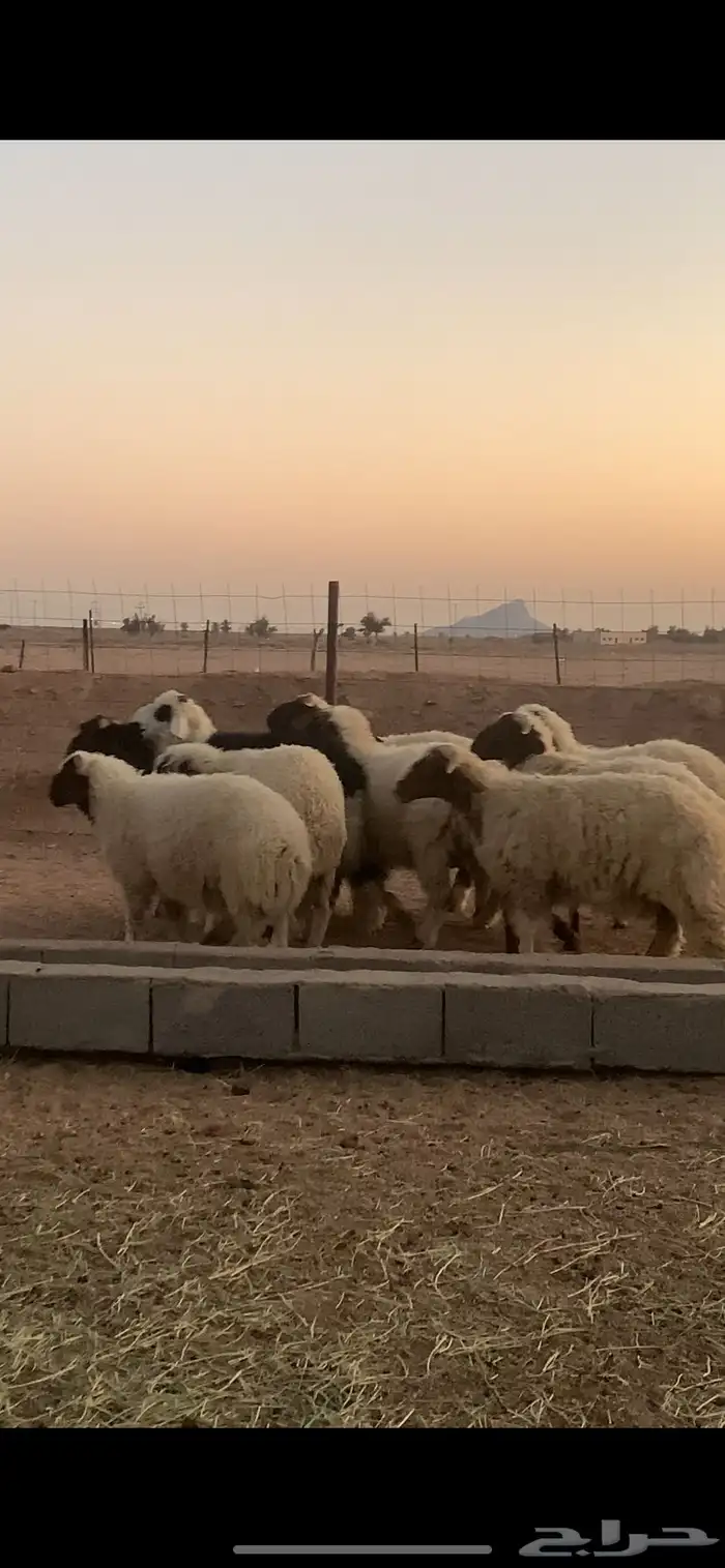 خرفان نعيم 10 1