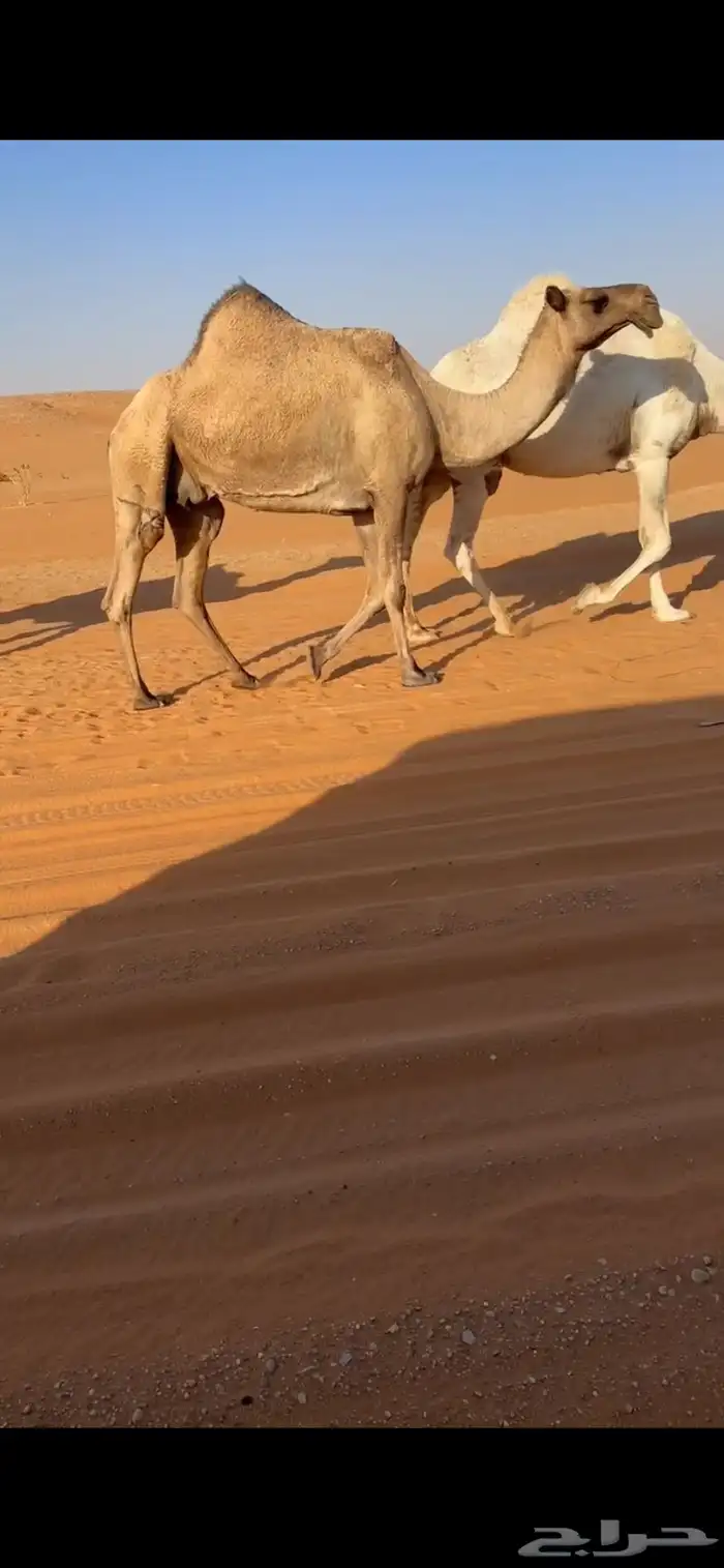 للبيع ضروبه صفرا منتج 0