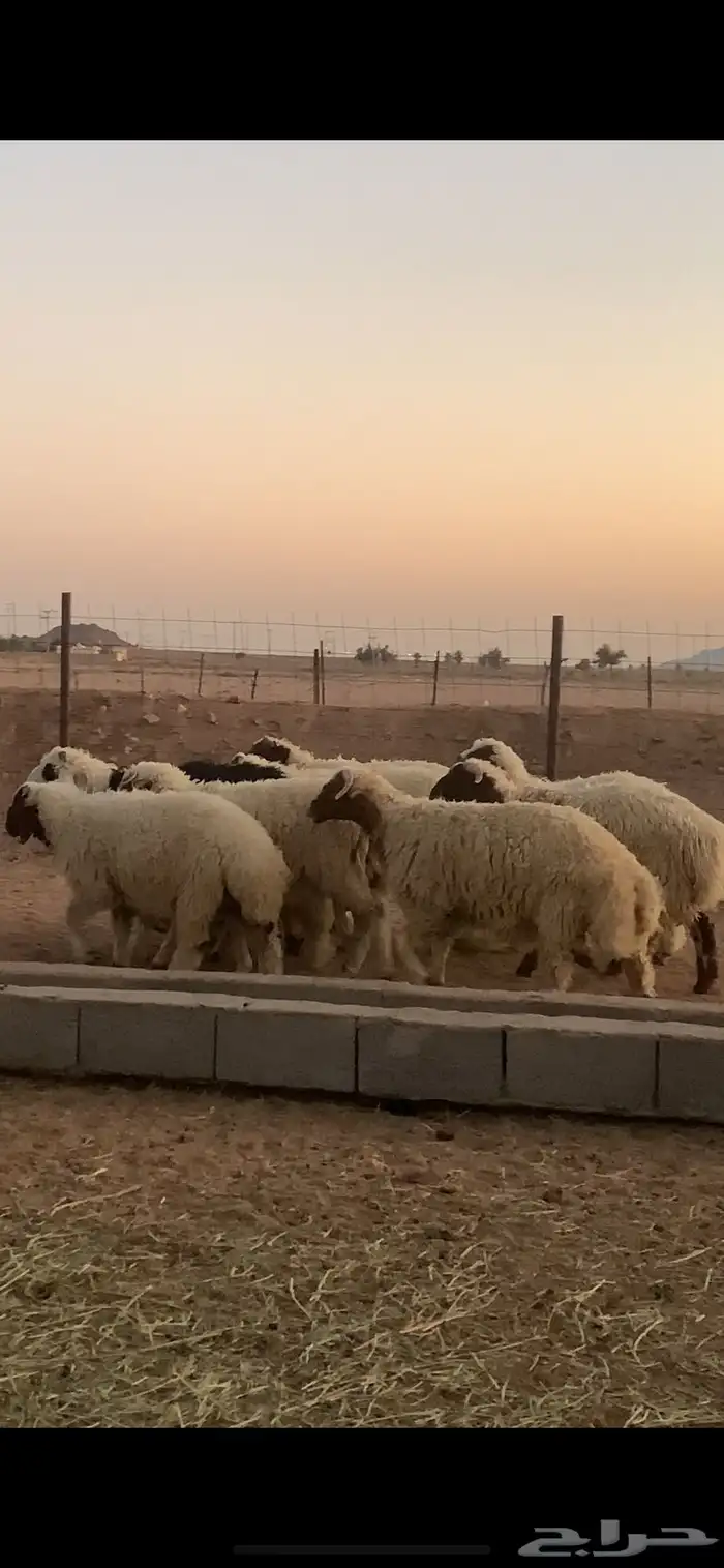 خرفان نعيم 10 0