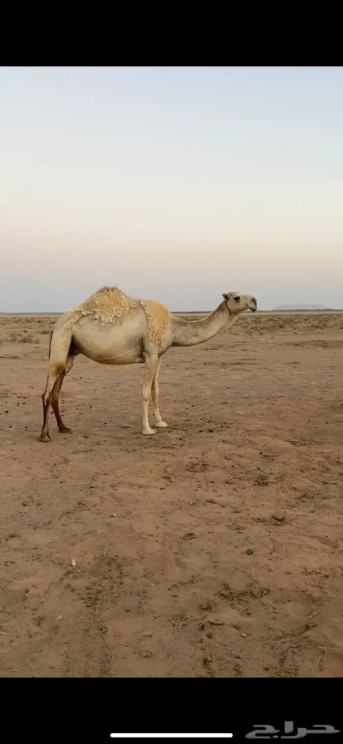 ضريبه للبيع 1