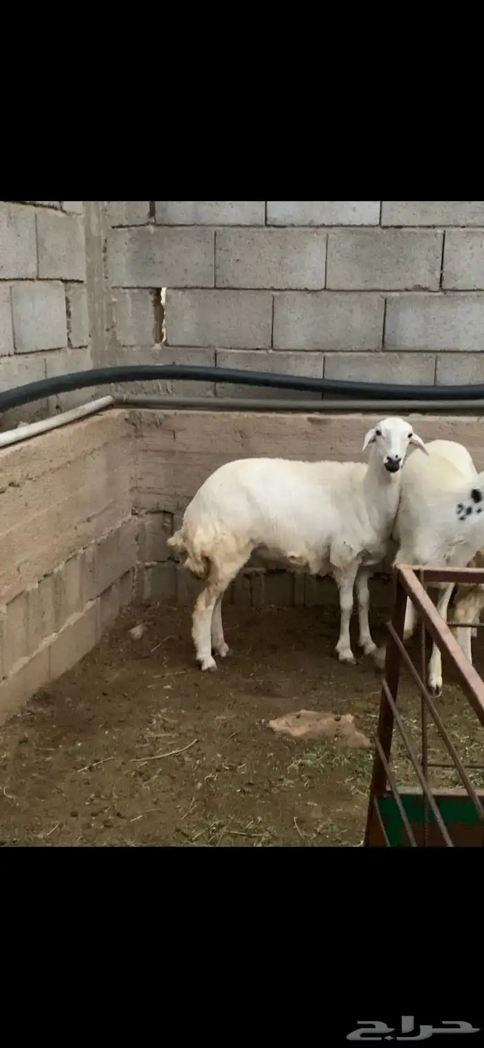 ذبايح كفو 4