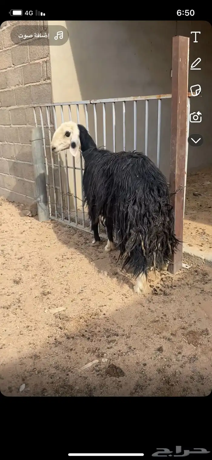 نجديه صنف دافع قريبه 0