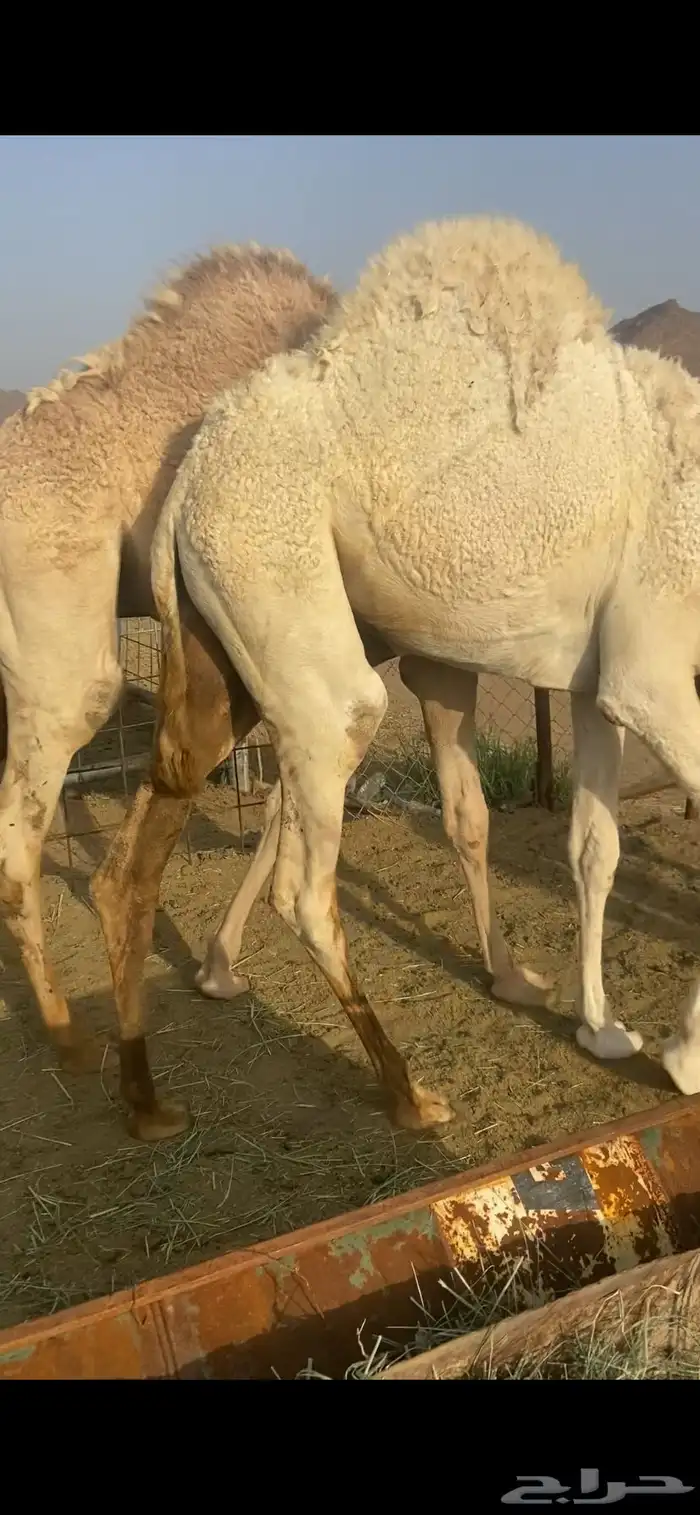 قعدان بلدي لباني فل الفل علي الحليب والبرسيم 1