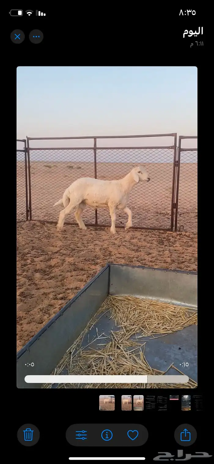 مشروع فحل حري صنف 0