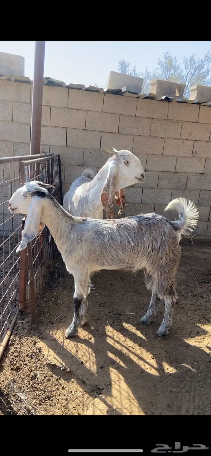 عنز مشروكه صنف 1