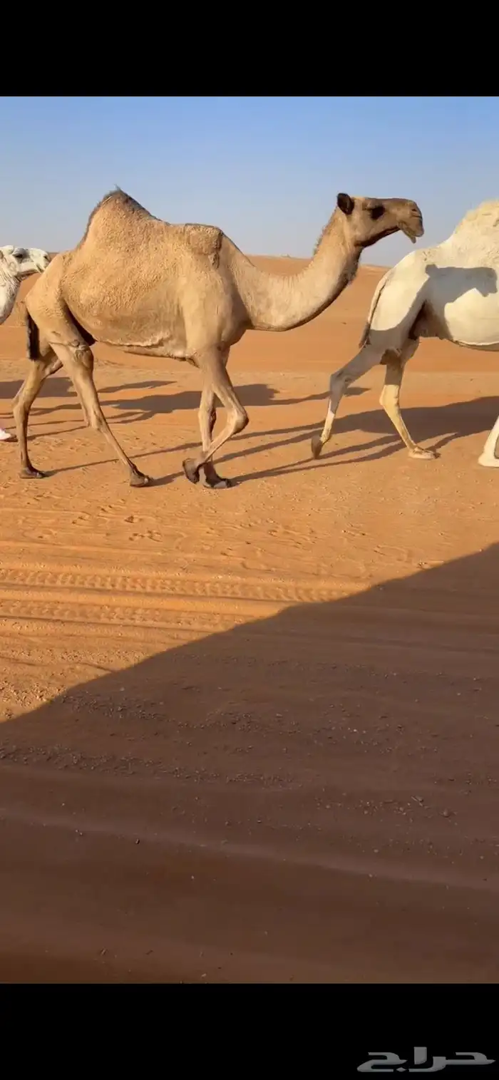 للبيع ضروبه صفرا منتج 1