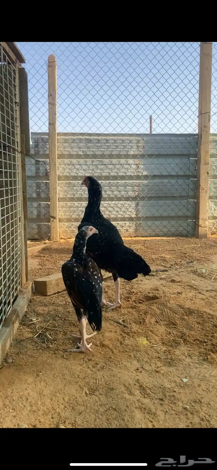 دجاجه سندي بيور 2