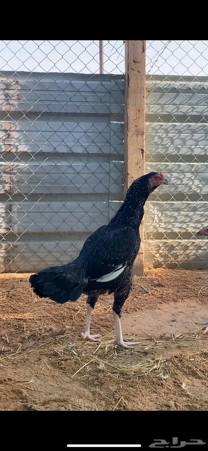 دجاجه سندي بيور 1