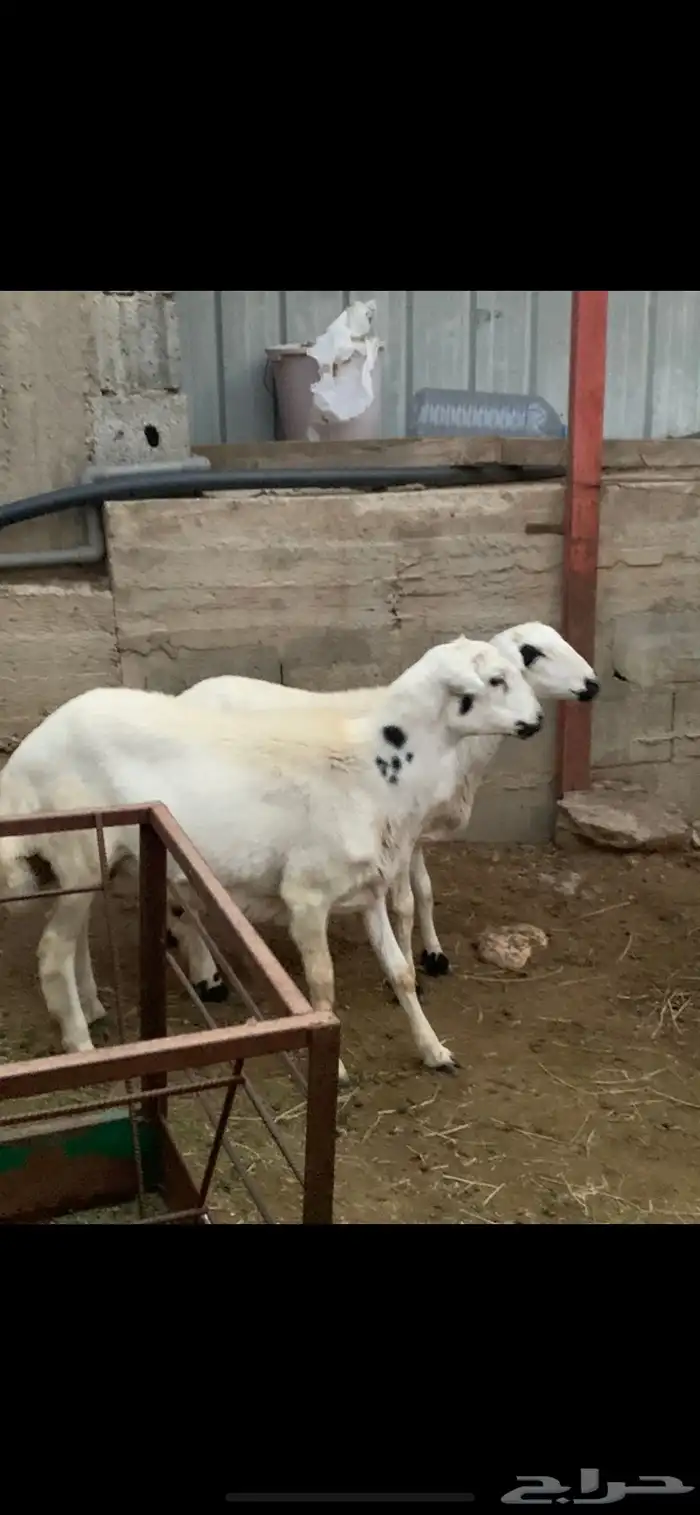 ذبايح كفو 3
